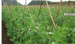 豌豆藤蔓爆料视频在线观看,揭秘视频背后的精彩瞬间